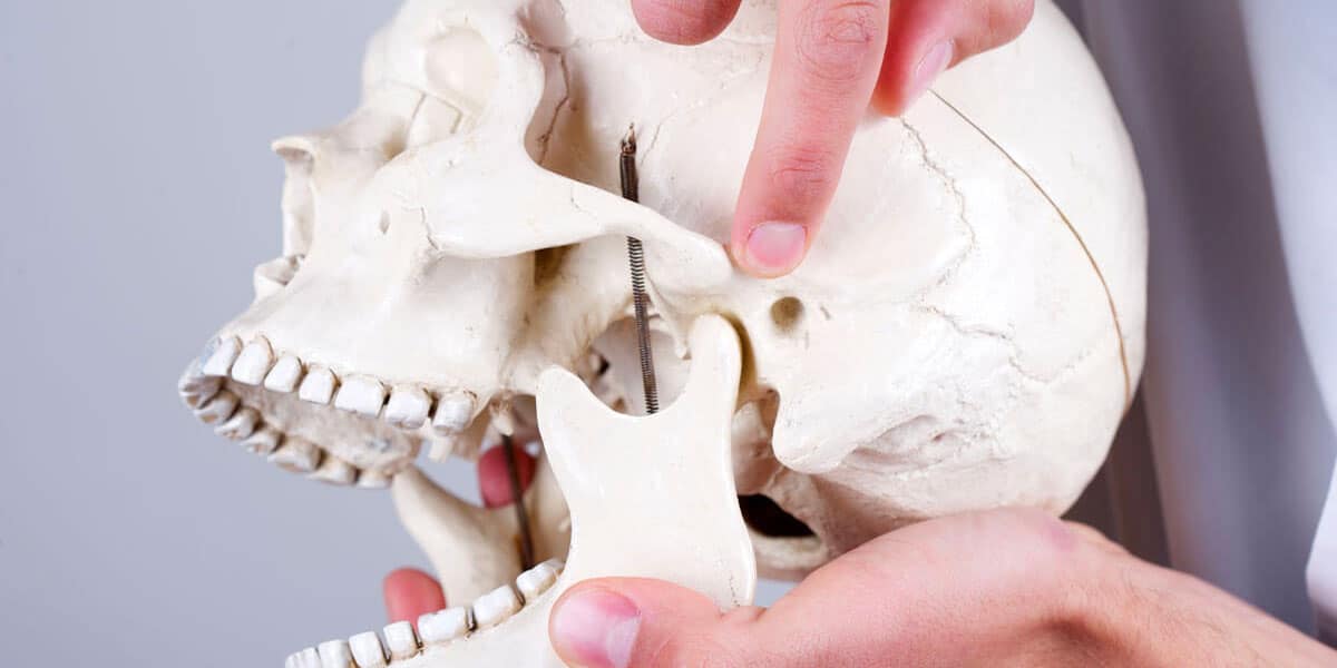 Pointing to the temporomandibular joint (TMJ) on a model school